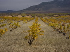 rodanas nov12-15