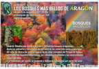 mini bosques más bellos Edu Viñuales 14 noviembre